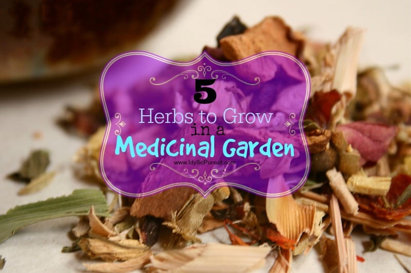 What to Grow in a Medicinal Garden for Beginners - Idyllic Pursuit