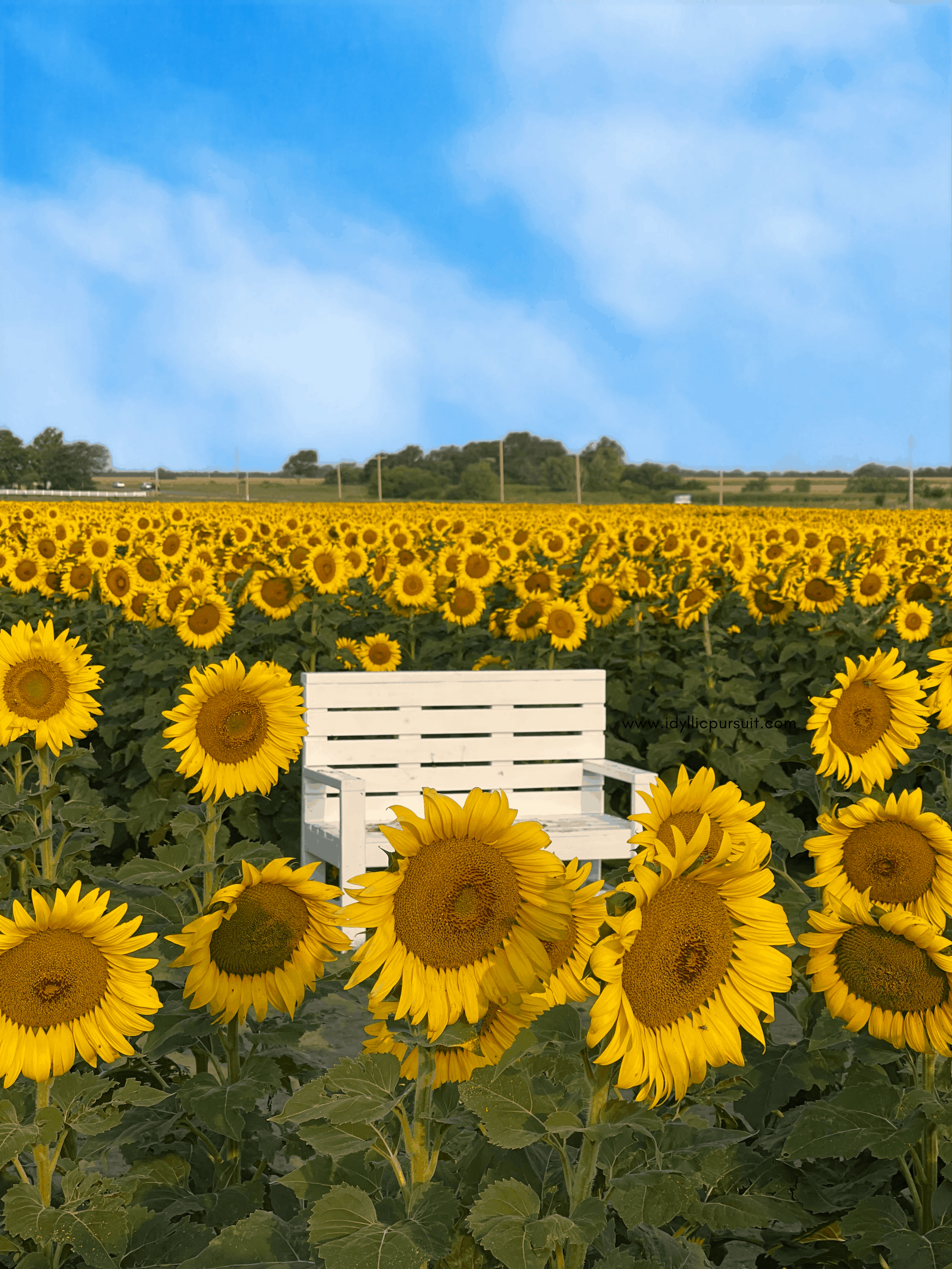 Picture of a field of sunflowers with a white bench in the middle