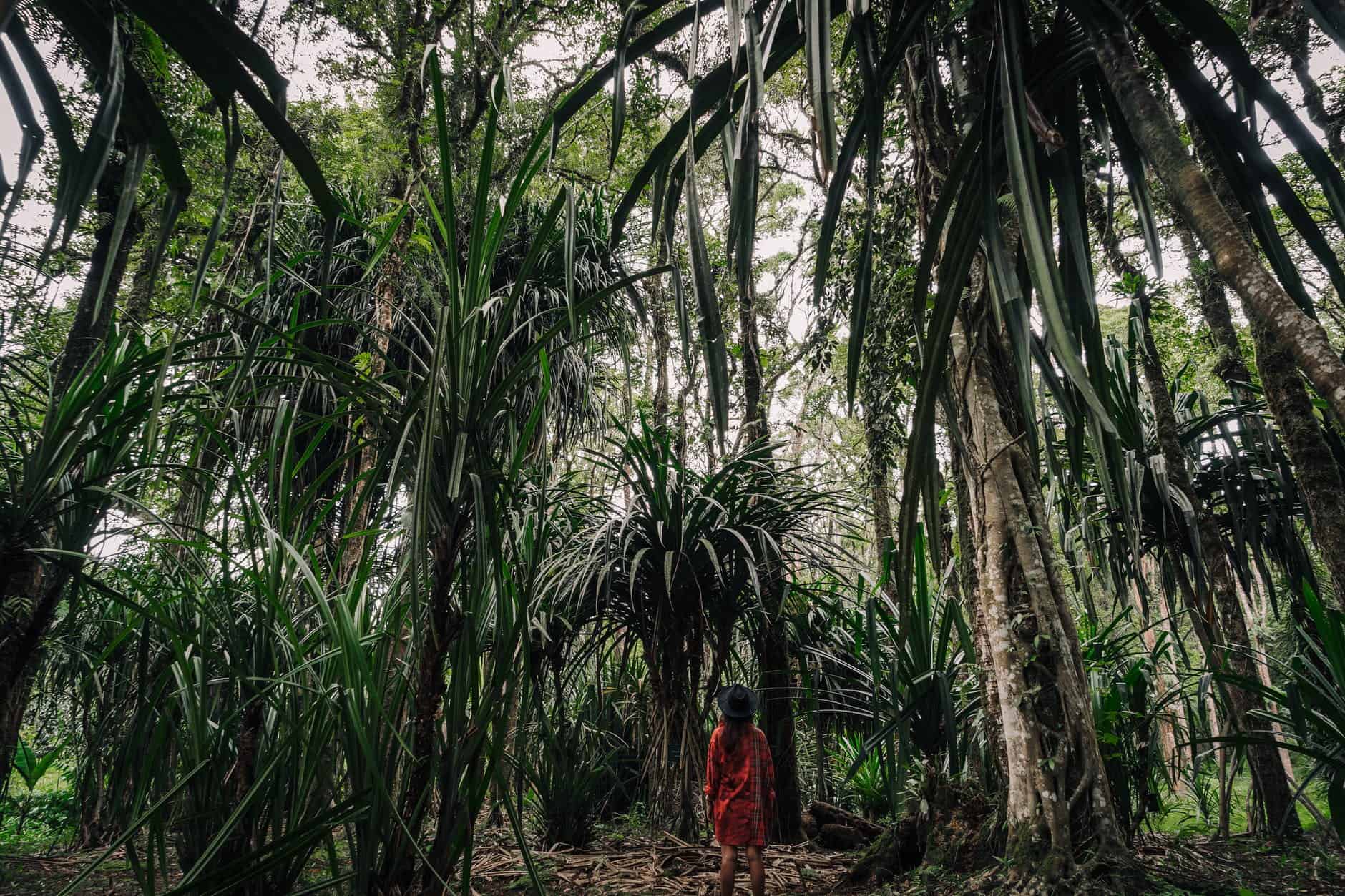 back view of woman standing in the middle of the rainforest